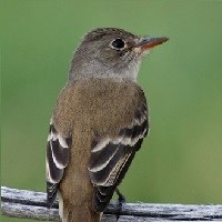 Brown bird on a branch