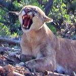 Captured P25 lion growls.