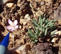 Tusayan flameflower (Phemeranthus validulus)