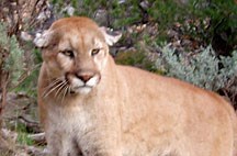 portrait of mountain lion looking towards camera