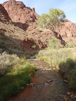 Bright Angel Creek looking upstream