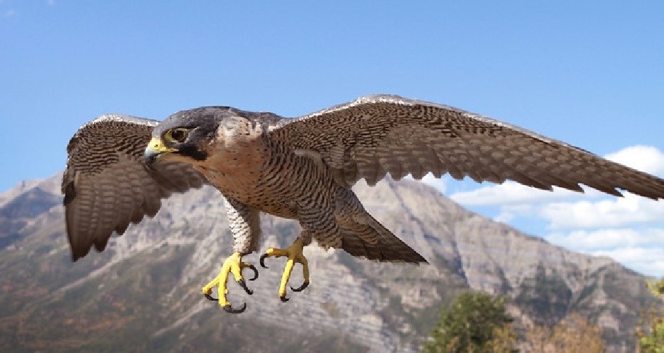 Falcon flying