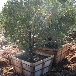 more than 100 large trees were saved