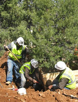 3 crew members replanting a large pinyon pine.