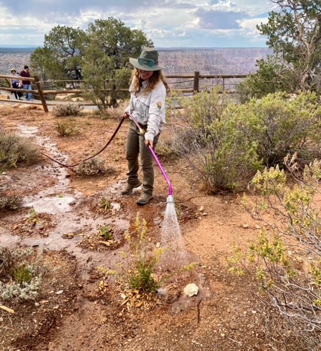 By a scenic overlook, a woman is watering an open area with a hose, where native plants are starting to grow.