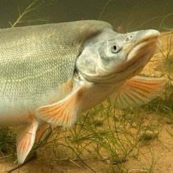 Distinctive hump on mature Humpack chub fish