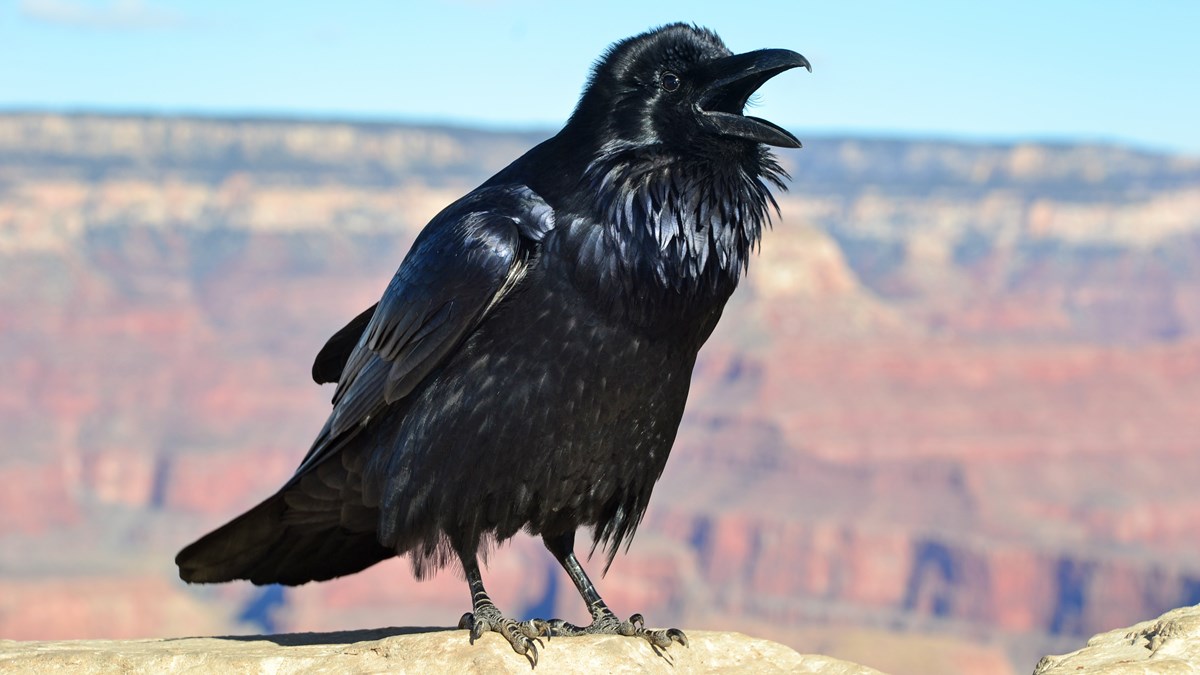 Large black bird