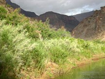 tamarisk growing on the Colorado River's Edge.