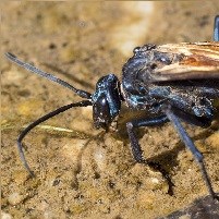 Blue and orange wasp