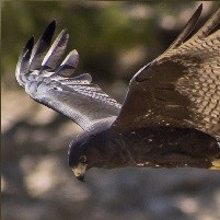 dark colored hawk