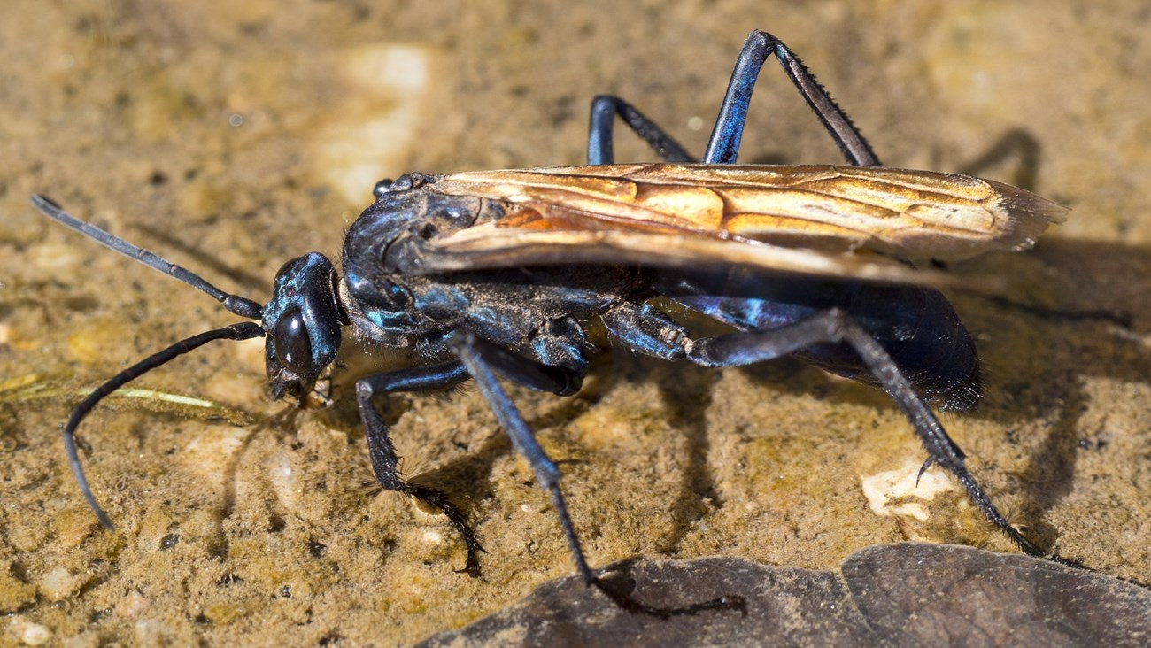 Blue and orange wasp