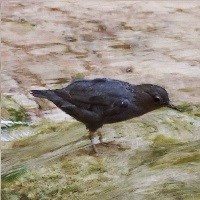 Small bird standing in water