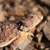 Small short-horned lizard in profile