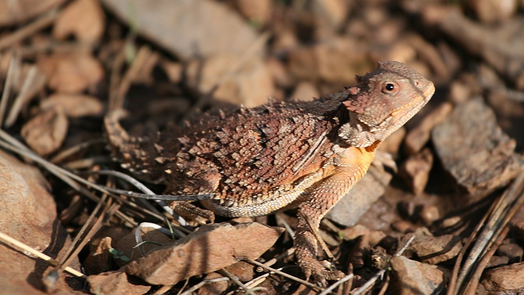 Small lizard on rocks