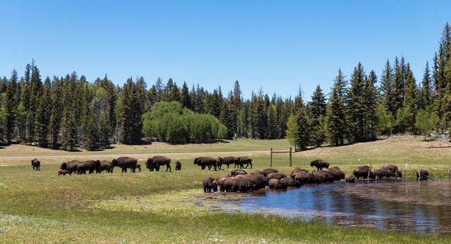 Bison at a water source