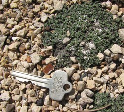 milk vetch by key for size comparison