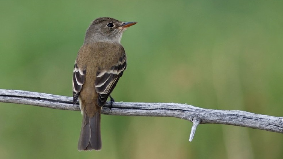 Southwestern Willow Flycatcher Grand Canyon National Park U.S