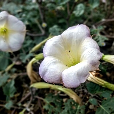 White petals form a cup-like shape with small pointed stems coming out from the center of the flower.
