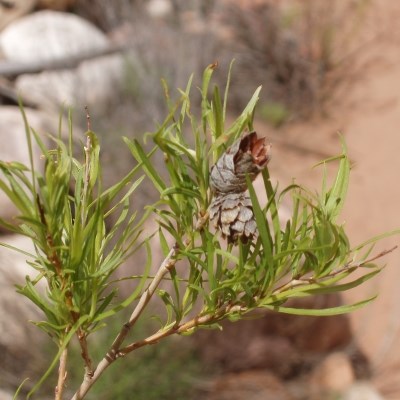 Riparian Plants - Grand Canyon National Park (U.S. National Park