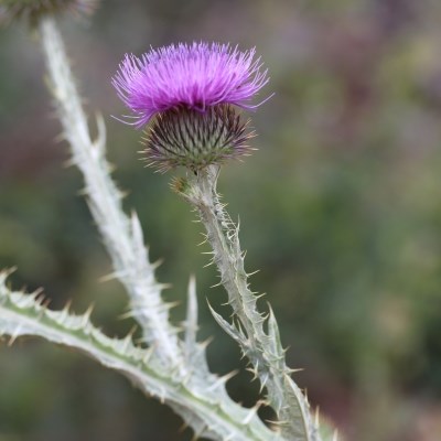 Grey green stems with tons of small spines has a flower with a spiny base and fluffy purple petals.