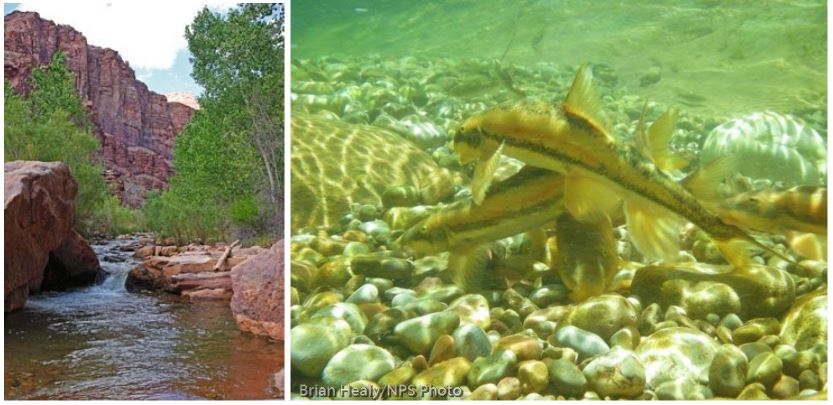 Translocation pool in Shinumo Creek before fire and Spawning bluehead suckers.