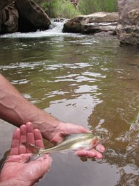 Shinumo Creek Chub