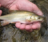 Chub recaptured in Shinumo Creek