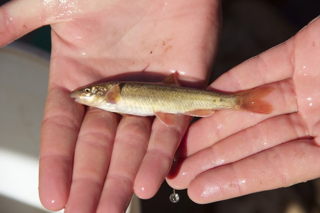 A small Speckled Dace in the hand of a fish biologist
