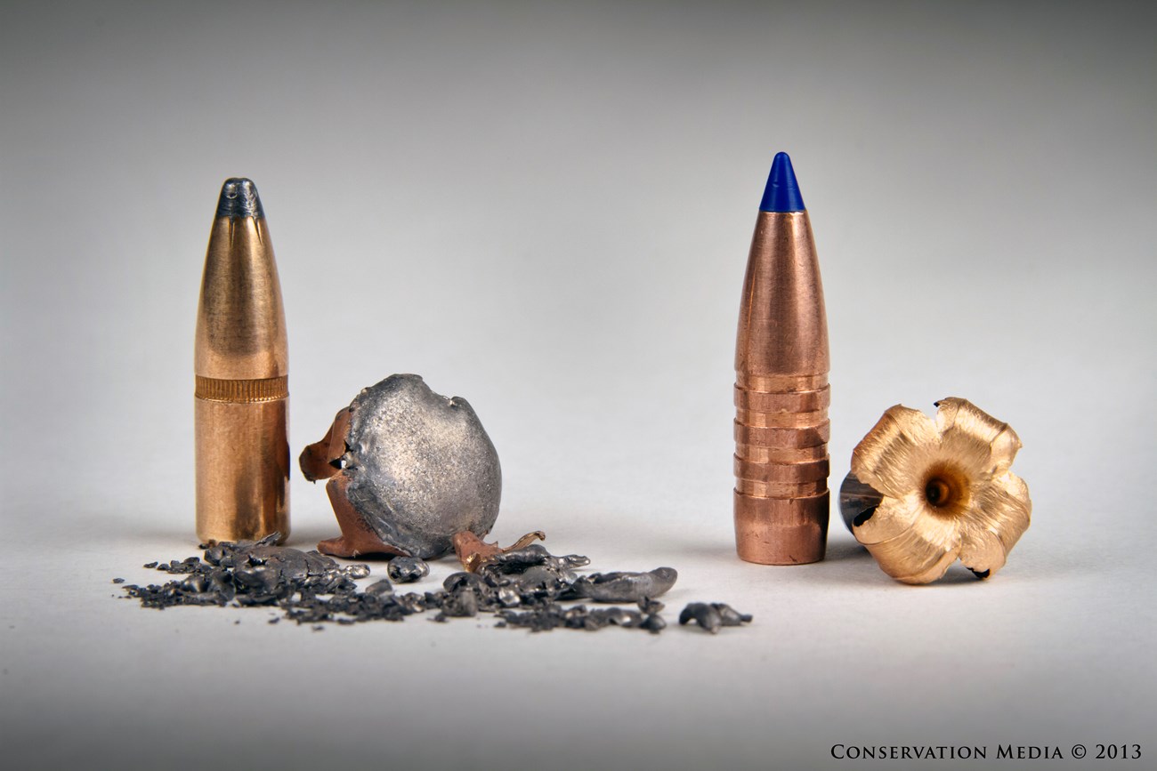 Lead bullet before and after being shot at 100 yards, next to a non-lead bullet before and after being shot at 100 yards
