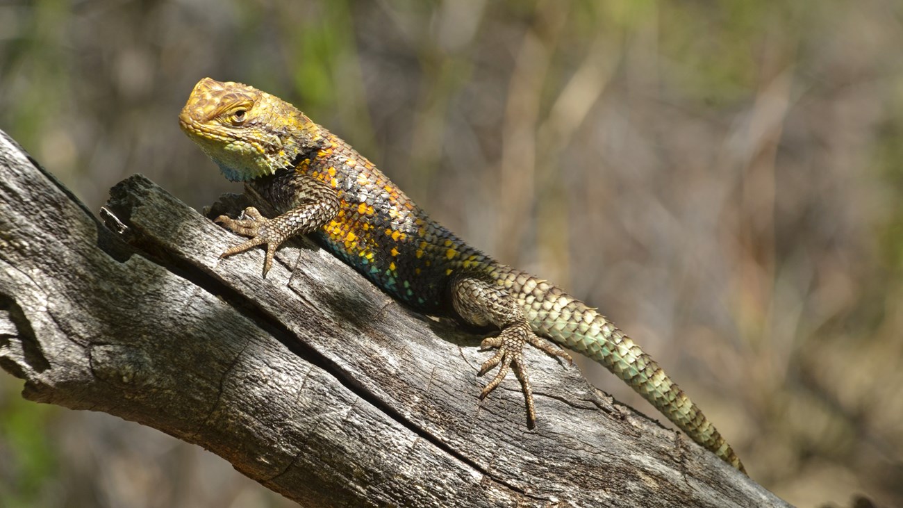 Lizard on a dead branch