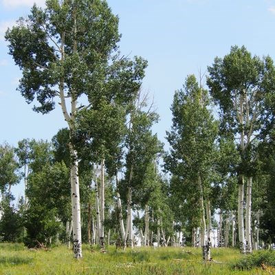 Tall white tree trunks with black accents and abundant green leaves hover at the tops of the trees.