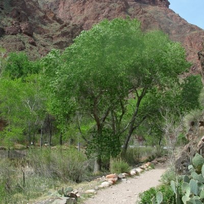 A fluffy green leafed tree with dark brown bark stands adjacent to a stone lined trail.