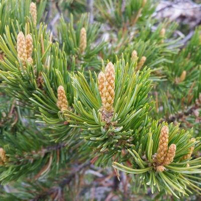 Small green pine needles point upward into the sky and are surrounding a tan cylindrical stalk with a scaled pattern.