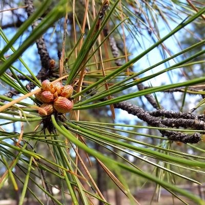 Zoomed in center of a bundle of pine needles sticking out in all directions.