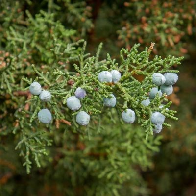 Small pale blue balls (cones) are scattered throughout a scaly textured set of needles with a soft yet vibrant green color.