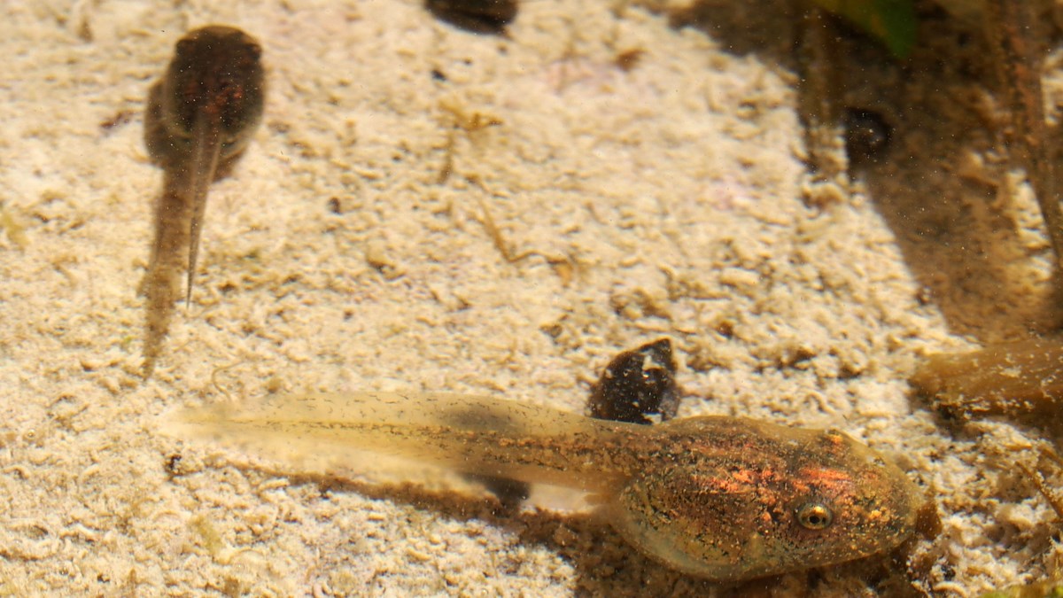 Tadpoles in shallow water