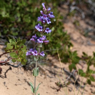 Multiple five petal purple flowers point upward of of a light green stem, with mint colored opposite leaves.