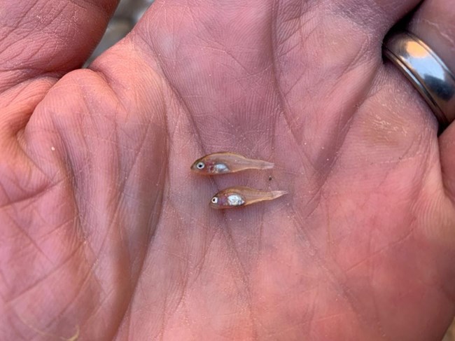 Post-hatch Centrarchids (likely green sunfish) captured along with adult green sunfish in Kanab Creek, July 2020.