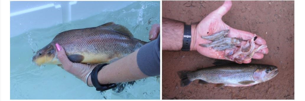 Distinctive hump on razorback sucker and native fish found in the stomach contents of a rainbow trout.