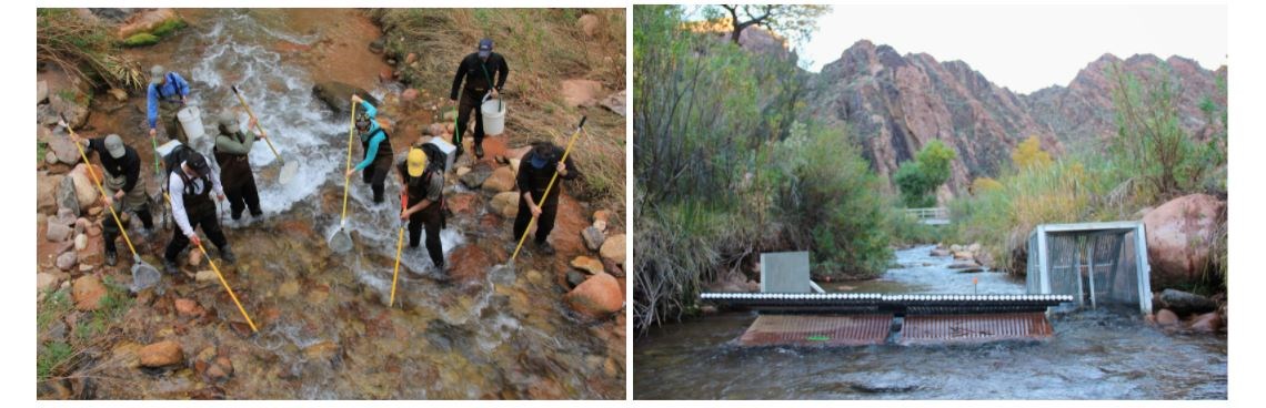 NFEC crew electrofishing in Bright Angel Creek to remove invasive brown and rainbow trout and Biologist checking weir in Bright Angel Creek.