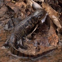 Tiger Salamander