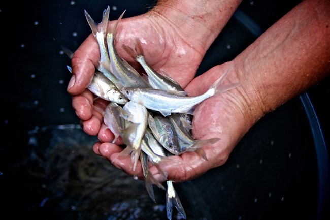 Juvenile chub in the palm of a biologist's hands