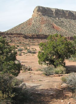 Tuweep landscape. Looking through trees to butte.