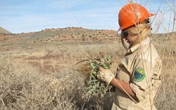 Removing horehound plants.