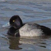 Dark colored duck swimming