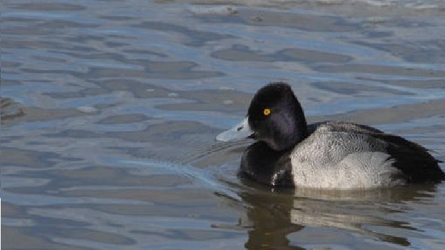 Black and grey duck swimming