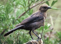 Brown-headed Cowbird (Female) Molothrus ater