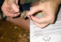 Western pipistrelle bat.