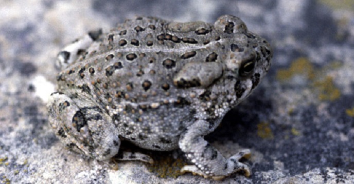 Woodhouse's Toad