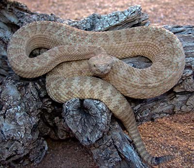A light beige colored rattlesnake curled around itself in a figure 8 shape on a tree root.
